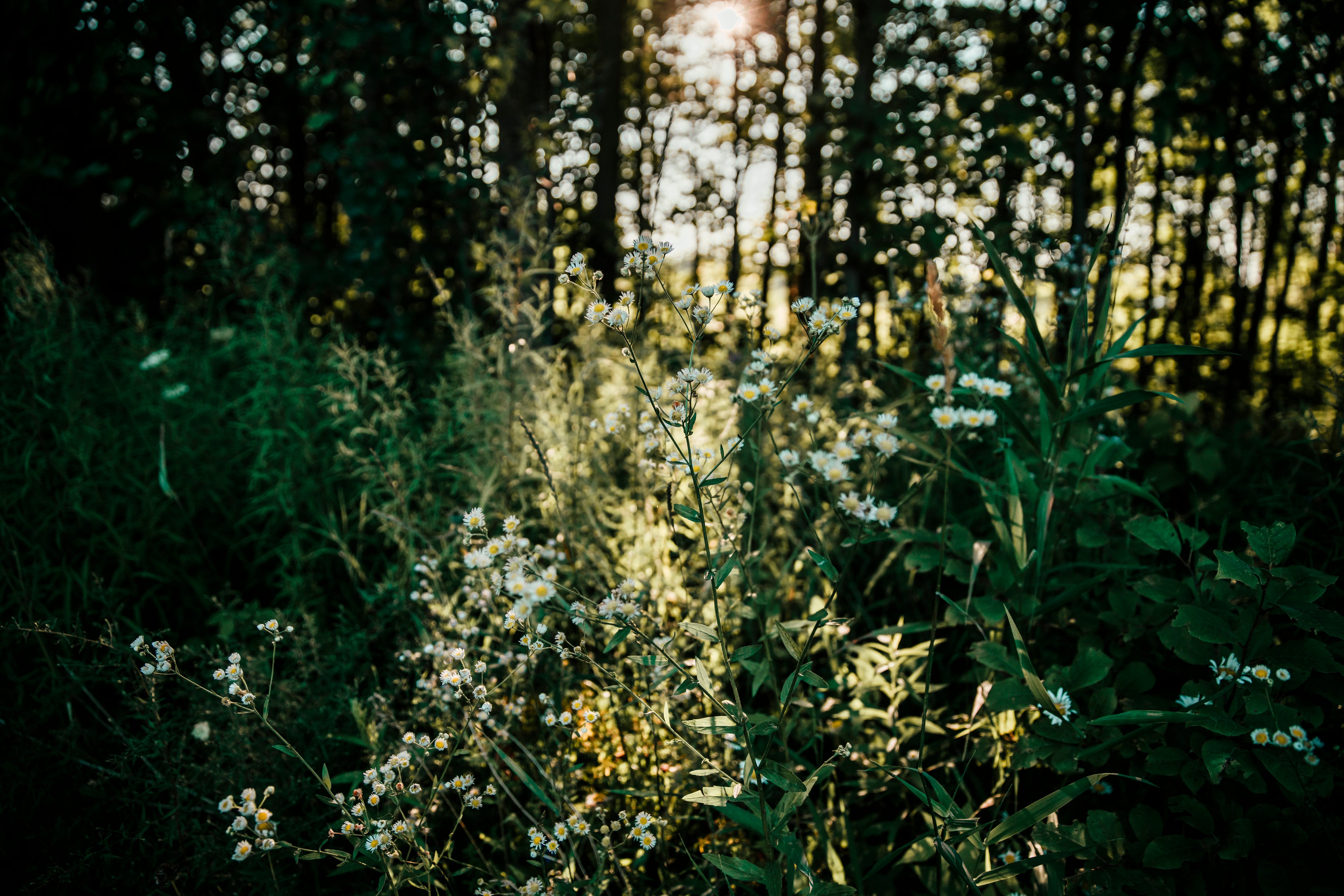 forest-wildflowers.jpg